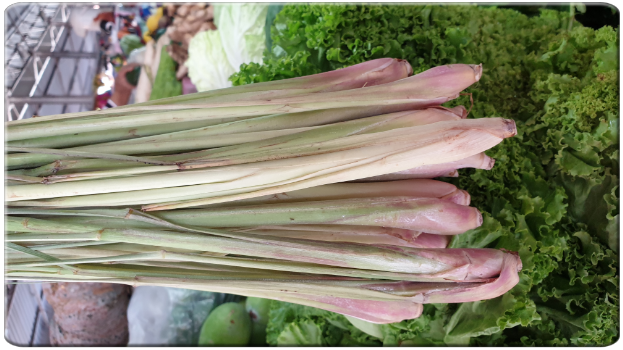 Thai Zitronengras Lemongrass