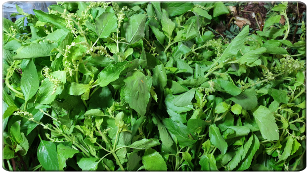 Thai Holy Basil Krapao